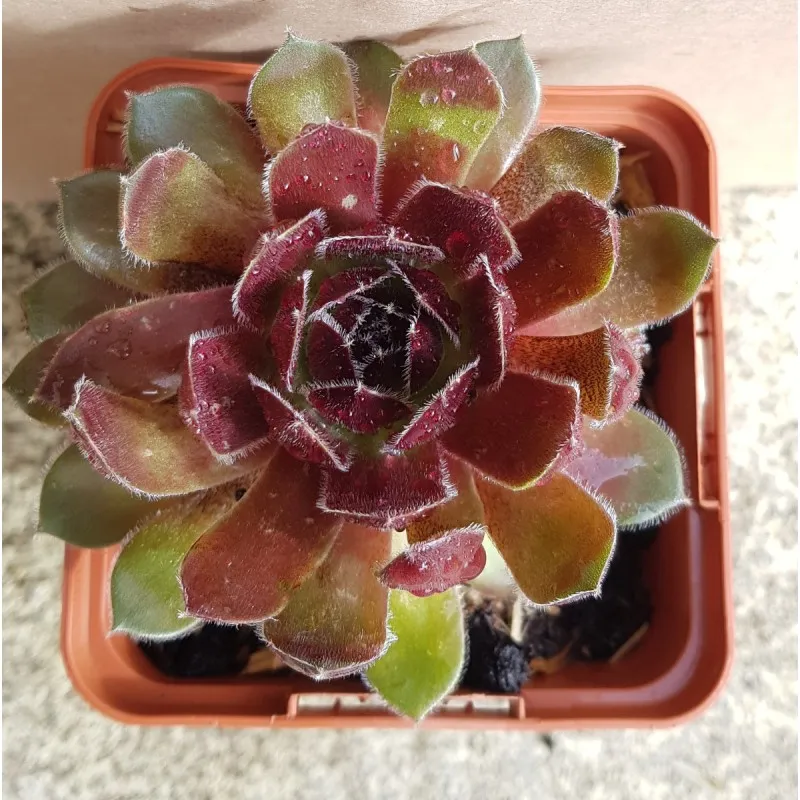 Sempervivum Chick Charms® Berry Bomb / Joubarbe Berry Bomb / Godet / Succulente