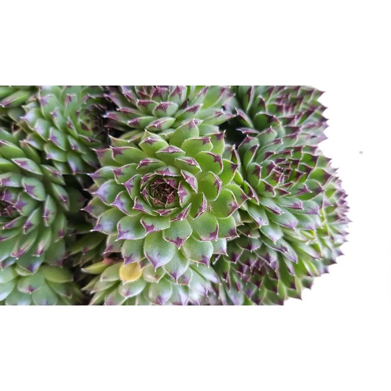 Sempervivum chick charms ® 'Appletini' / Joubarbe à rosette vert pointes noires / Godet / Succulente