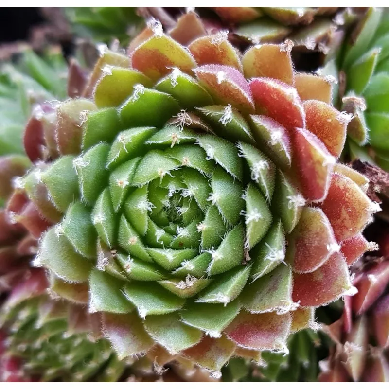 Sempervivum chick charms ® 'Cinnamon starburst' / Joubarbe à rosette vert orangé / Godet / Succulente
