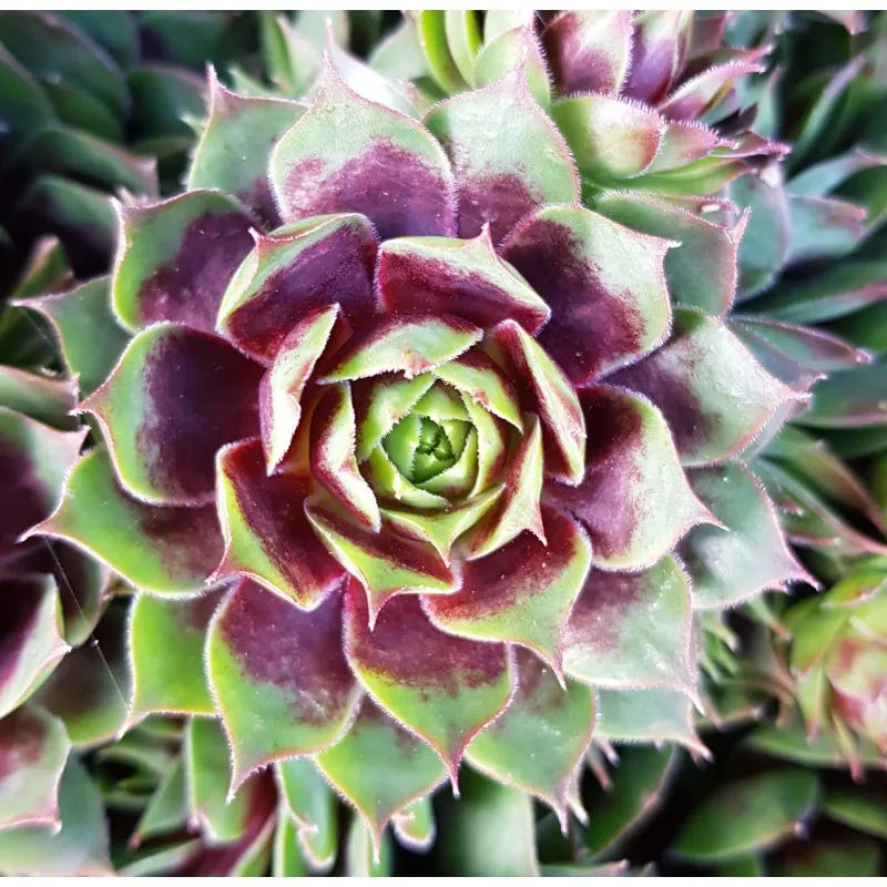 Sempervivum chick charms ® 'Cranberry cocktail' / Joubarbe à rosette bordeaux / Godet / Succulente