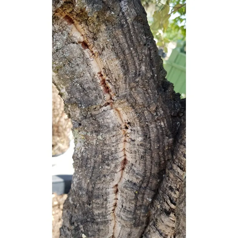 Quercus suber (semis) / Chêne liège / Conteneur de 5 à 6 litres / Baliveau