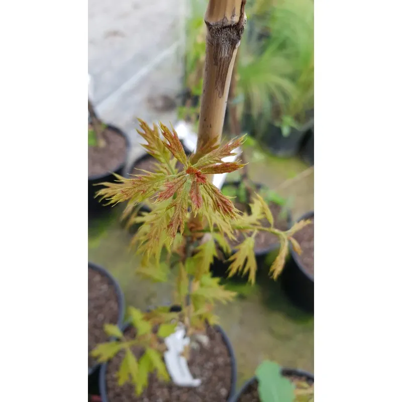 Quercus x 'Mauri' / Chêne 'Mauri' / Conteneur de 7 à 10 litres / Baliveau