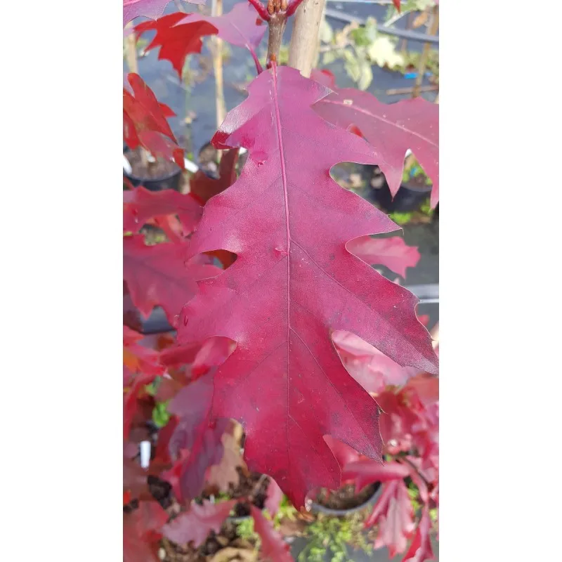 Quercus rubra / Chêne rouge d'Amérique / Conteneur de 5 à 6 litres / Baliveau