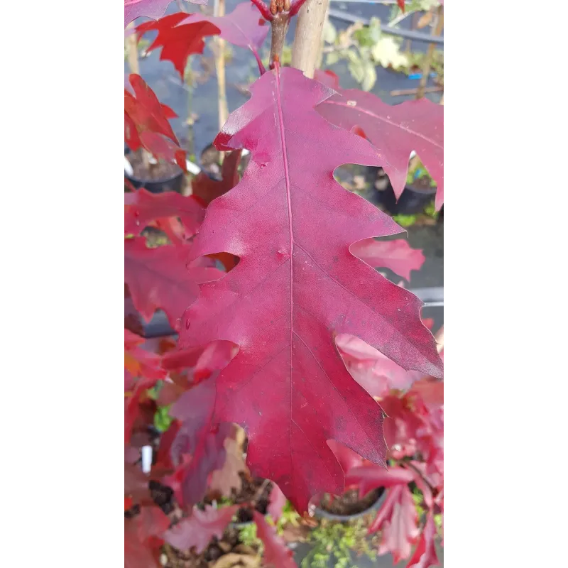 Quercus rubra / Chêne rouge d'Amérique / Conteneur de 7 à 10 litres / Baliveau