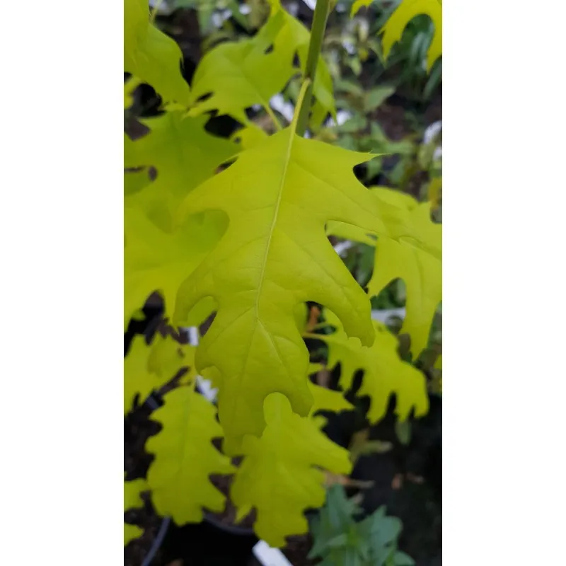 Quercus rubra 'Boltes gold' / Chêne rouge d'Amérique à feuilles jaunes / Conteneur de 7 à 10 litres / Baliveau