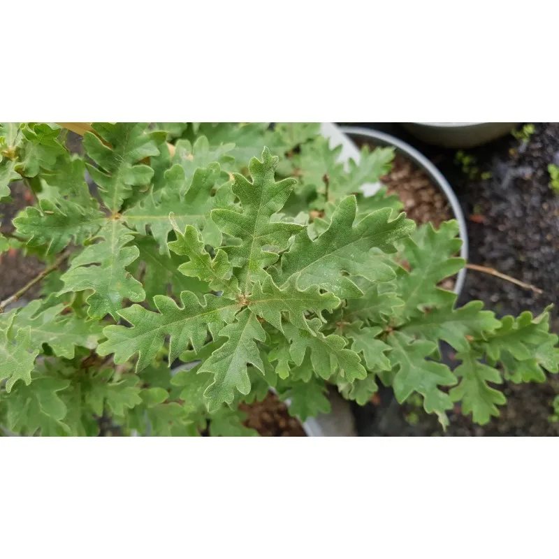Quercus toza / Chêne tauzin / Conteneur de 5 à 6 litres / Baliveau