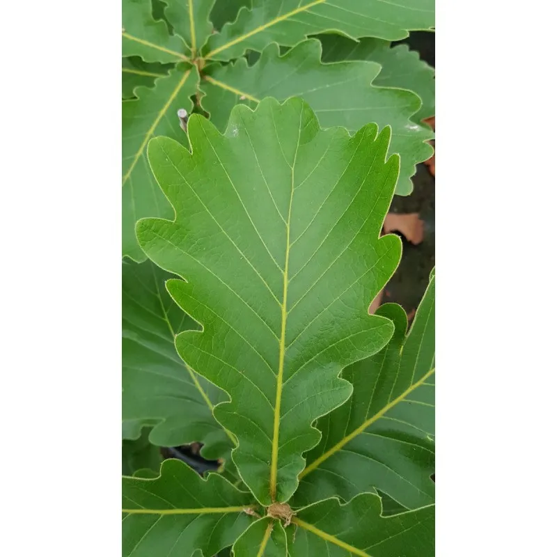 Quercus dentata / Chêne denté / Conteneur de 5 à 6 litres / Baliveau