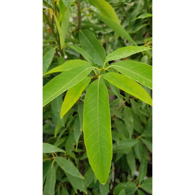 Quercus myrsinifolia / Chêne à feuilles de myrsine / Conteneur de 7 à 10 litres / Baliveau