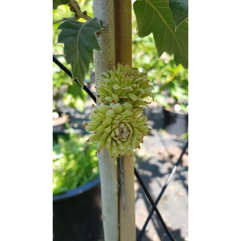 Quercus macrolepis / Chêne Vélani / Conteneur de 7 à 10 litres / Baliveau