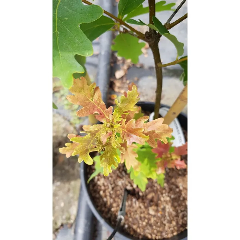 Quercus x sargentii 'Thomas' / Chêne Sargent / Conteneur de 5 à 6 litres / Baliveau