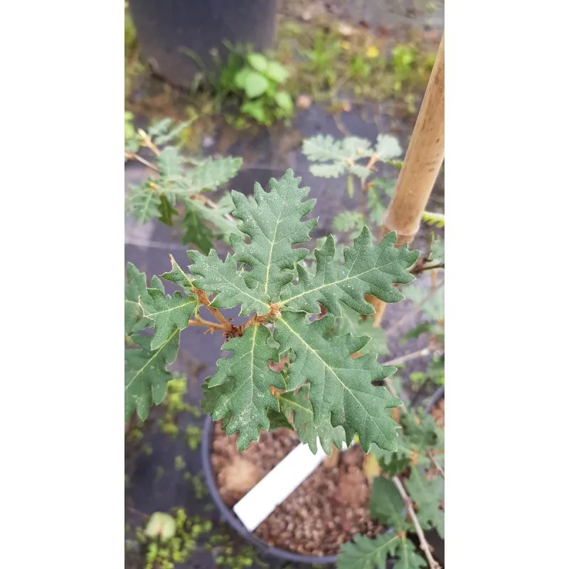 Quercus pubescens / Chêne pubescent / Conteneur de 5 à 6 litres / Baliveau