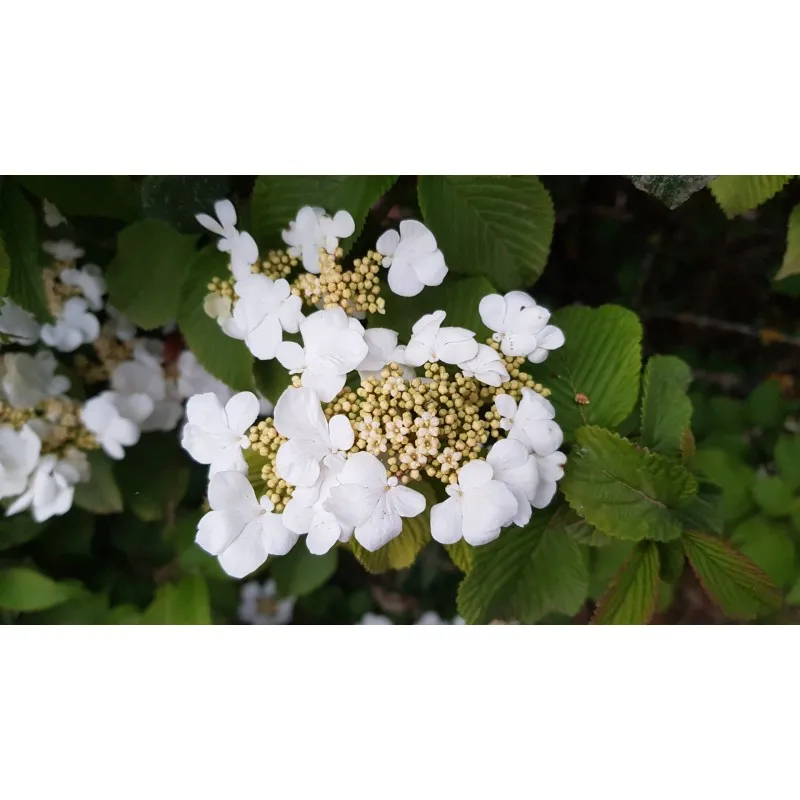 Viburnum plicatum 'Lanarth' / Viorne du Japon 'Lanarth' / Conteneur de 3 à 4 litres