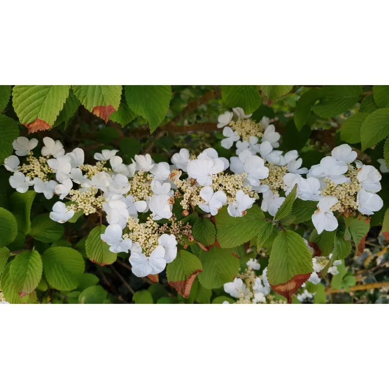 Viburnum plicatum 'Mariesii' / Viorne du Japon 'Mariesii' / Conteneur de 3 à 4 litres