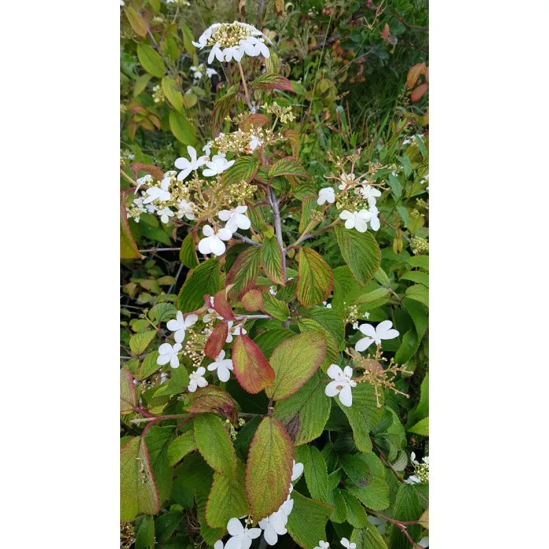 Viburnum plicatum 'Kilimandjaro' / Viorne de Chine colonnaire / Conteneur de 3 à 4 litres