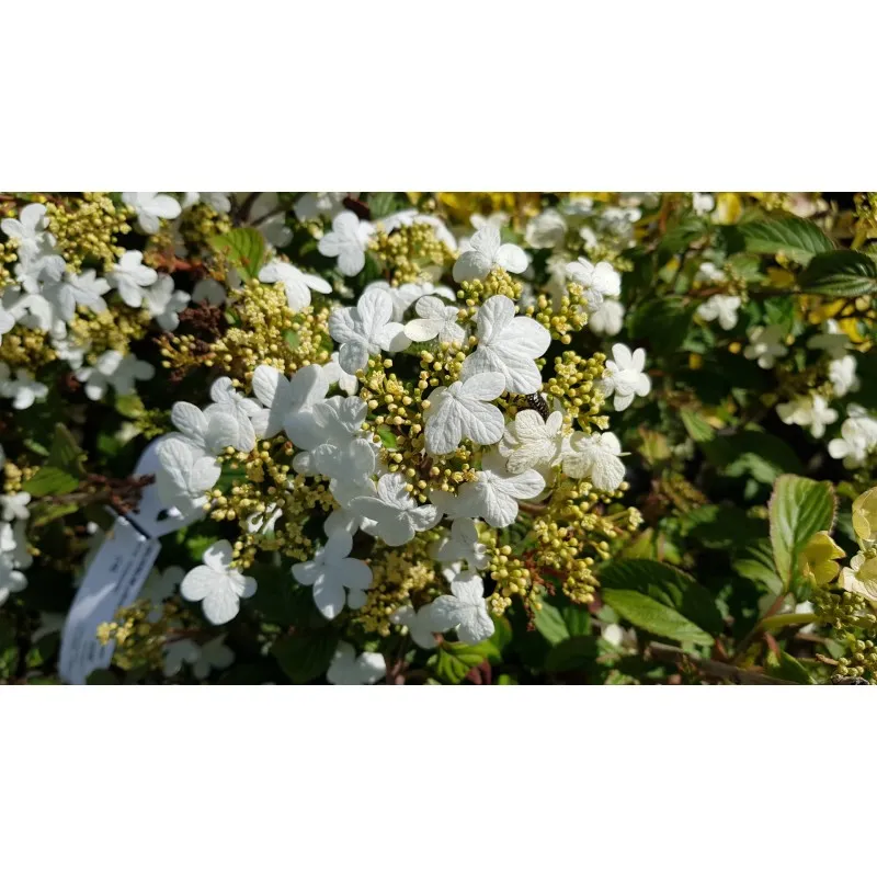 Viburnum plicatum 'Watanabe' / Viorne de Chine 'Watanabe' / Conteneur de 7 à 10 litres
