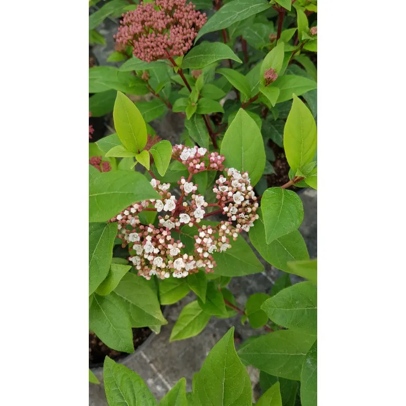 Viburnum tinus 'Quimper' / Laurier tin bicolore / Conteneur de 3 à 4 litres