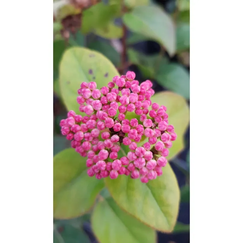 Viburnum tinus LISAROSE® 'Loren' / Laurier tin à fleurs roses / Conteneur de 3 à 4 litres