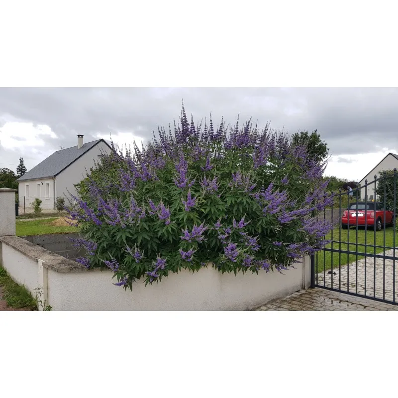 Vitex agnus-cactus 'Latifolia' / Arbre au poivre / Conteneur de 3 à 4 litres