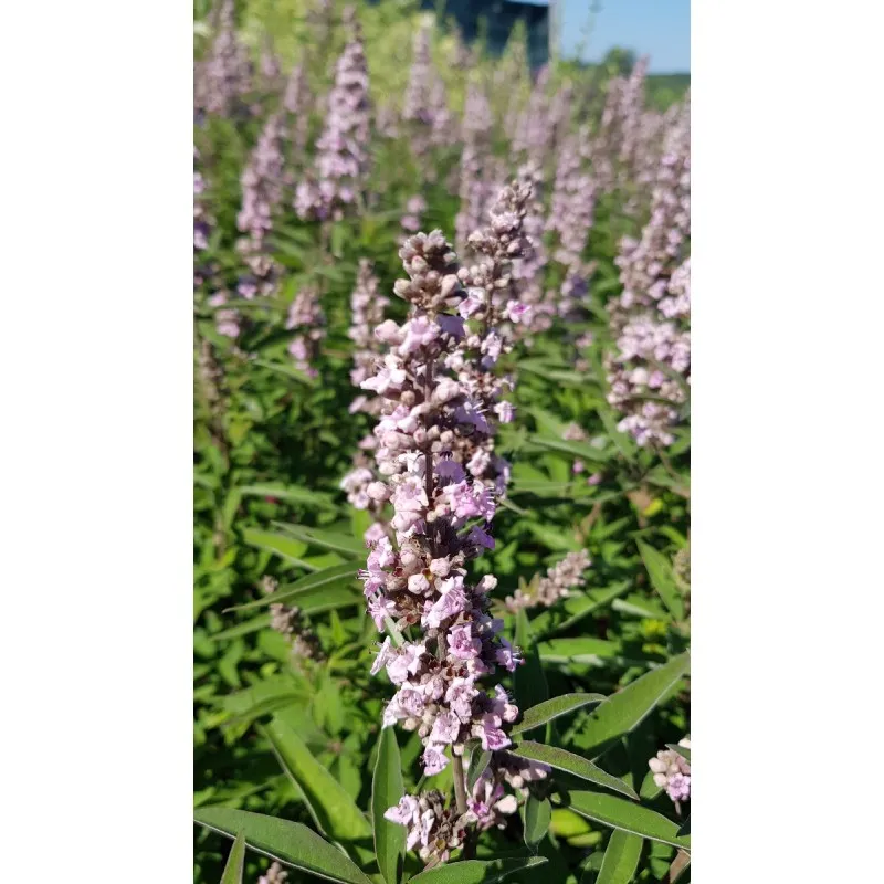 Vitex agnus-cactus PINK PINNACLE® 'V07-SC-OP-4' / Arbre au poivre compact à fleurs roses / Conteneur de 3 à 4 litres
