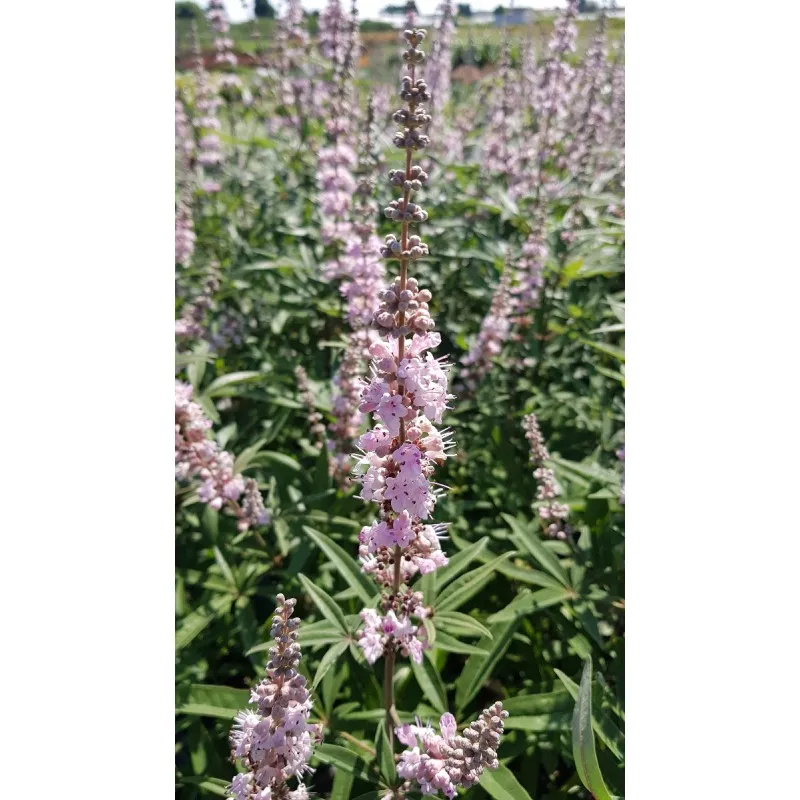 Vitex agnus-cactus 'Santamaria' / Arbre au poivre à fleurs roses / Conteneur de 3 à 4 litres