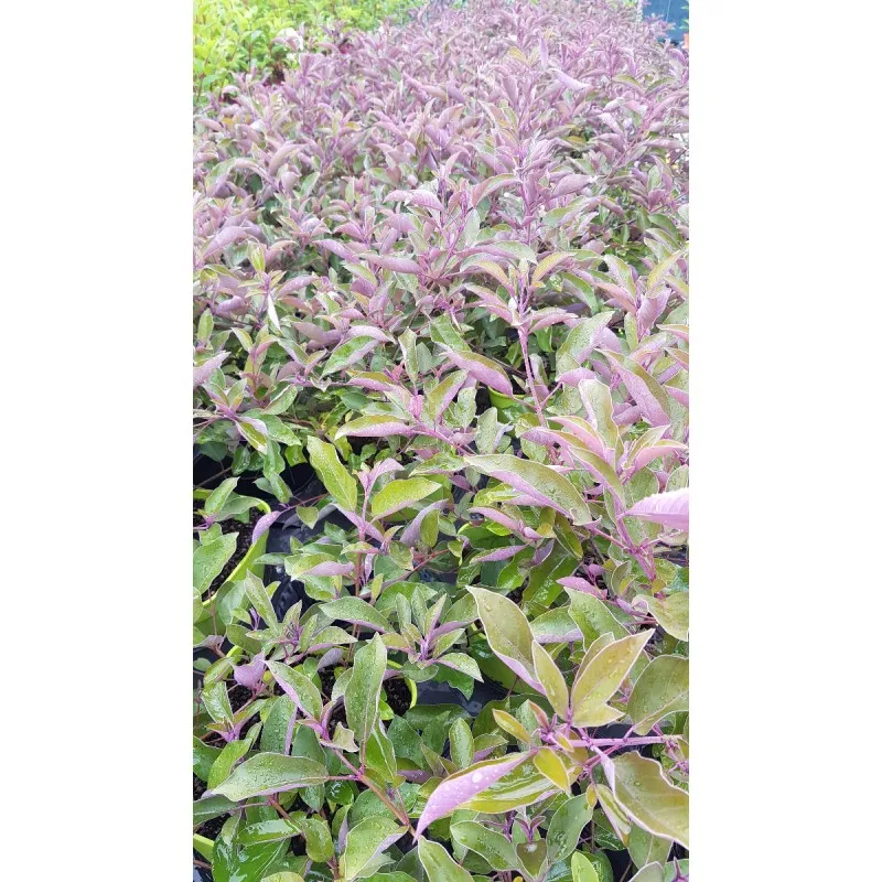Vitex trifolia 'Purpurea' / Lilas d'arabie / Conteneur de 3 à 4 litres