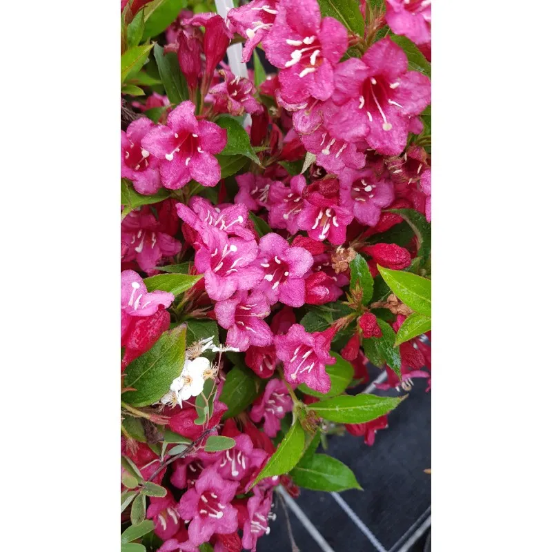 Wegela x 'Bristol Ruby' / Weigelia rouge cramoisi / Conteneur de 7 à 10 litres