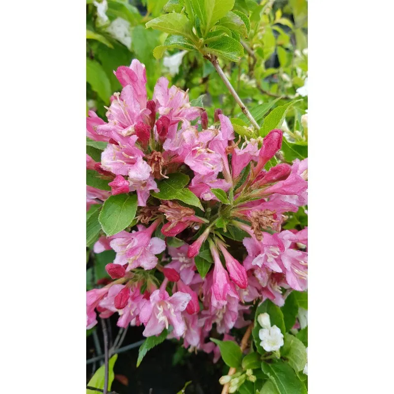 Wegela x florida 'Stelzneri' / Weigelia rose soutenu / Conteneur de 7 à 10 litres