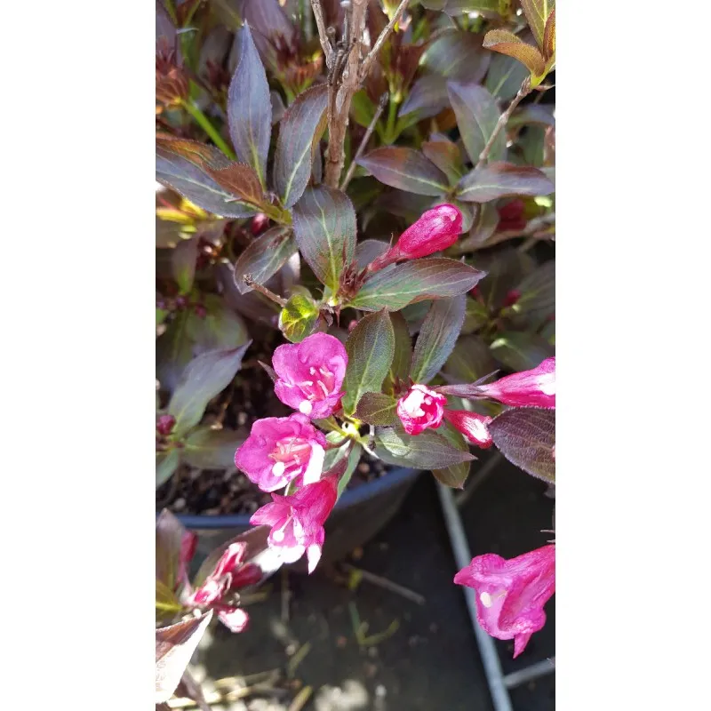 Weigela florida 'Alexandra' cov / Weigelia rouge à feuilles pourpres / Conteneur de 3 à 4 litres