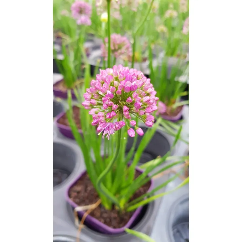 Allium 'Millenium' / Ail d’ornement compact / Conteneur de 3 à 4 litres