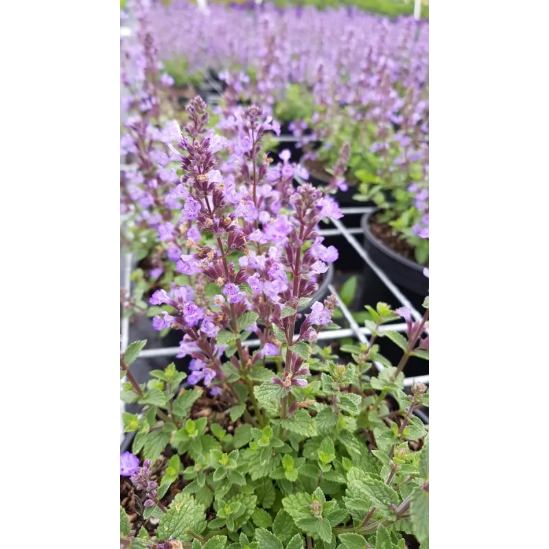 Nepeta x faassenii 'Purrsian Blue'® / Menthe aux chats / Conteneur de 3 à 4 litres