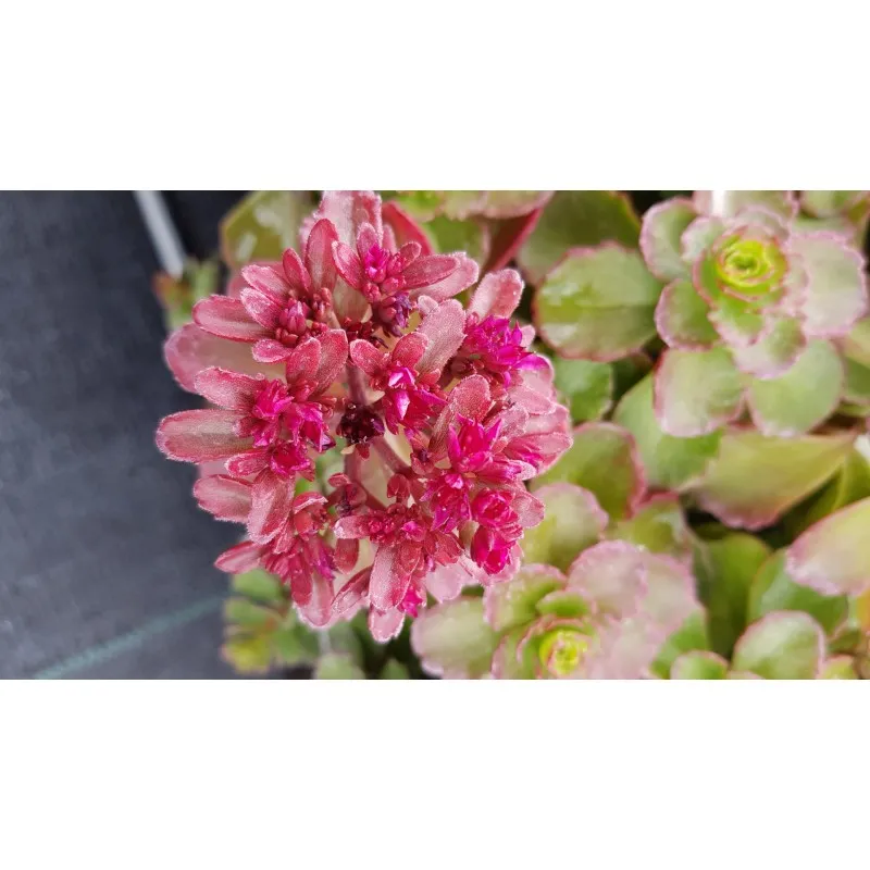 Sedum spurium 'Purpur Winter' / Sedum pourpre / Conteneur de 1 à 1.9 litres / Succulente