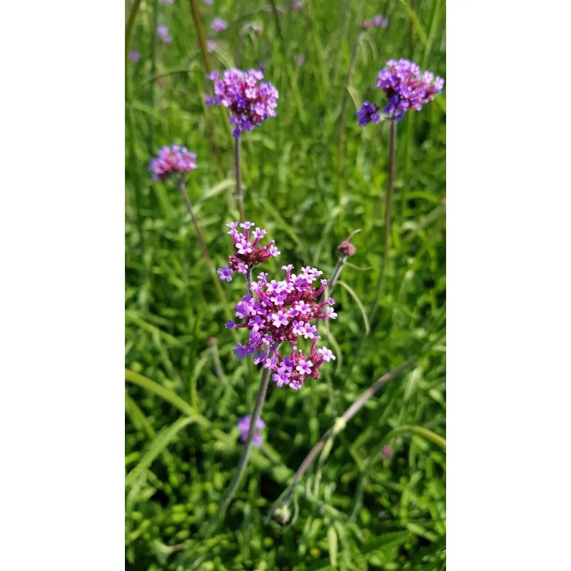 Verbena bonariensis 'Blue Violet' / Verveine de Buenos-Aires 'Blue Violet' / Conteneur de 1 à 1.9 litres