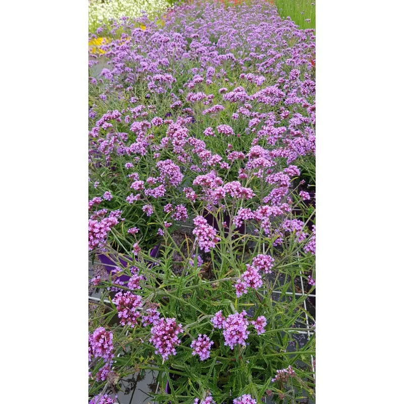 Verbena bonariensis 'Lollipop' / Verveine de Buenos-Aires naine / Conteneur de 3 à 4 litres