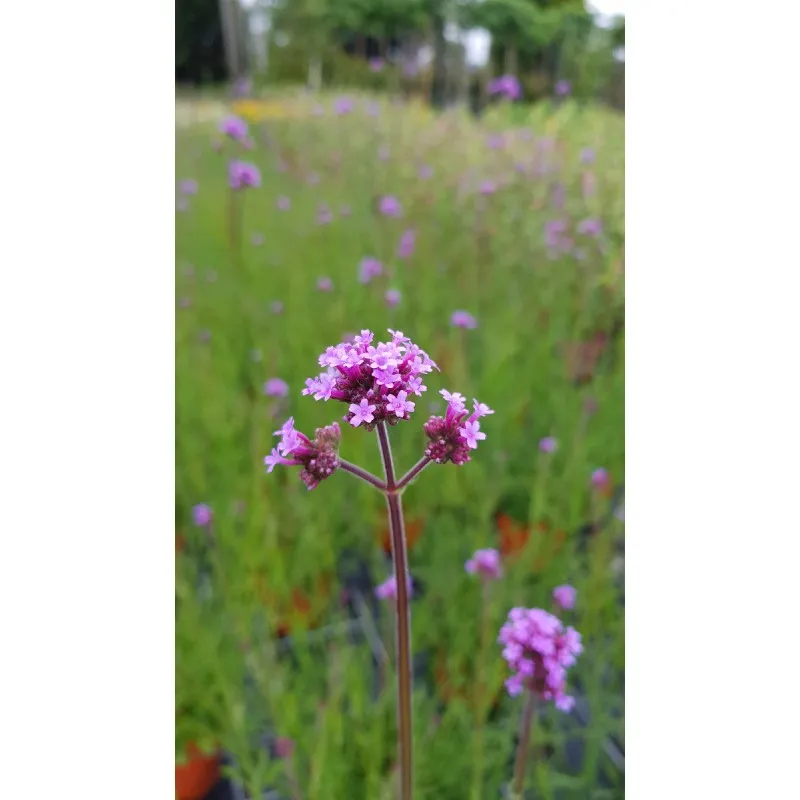 Verbena bonariensis / Verveine de Buenos-Aires / Conteneur de 3 à 4 litres