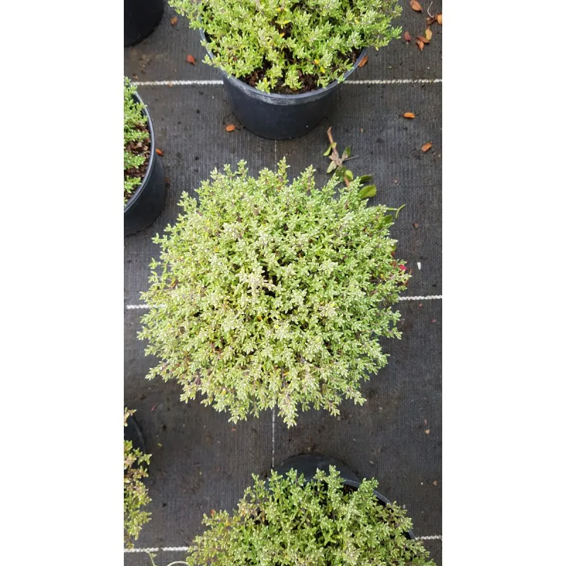 Thymus vulgaris 'Precompa' / Thym commun nain / Conteneur de 1 à 1.9 litres / Aromatique