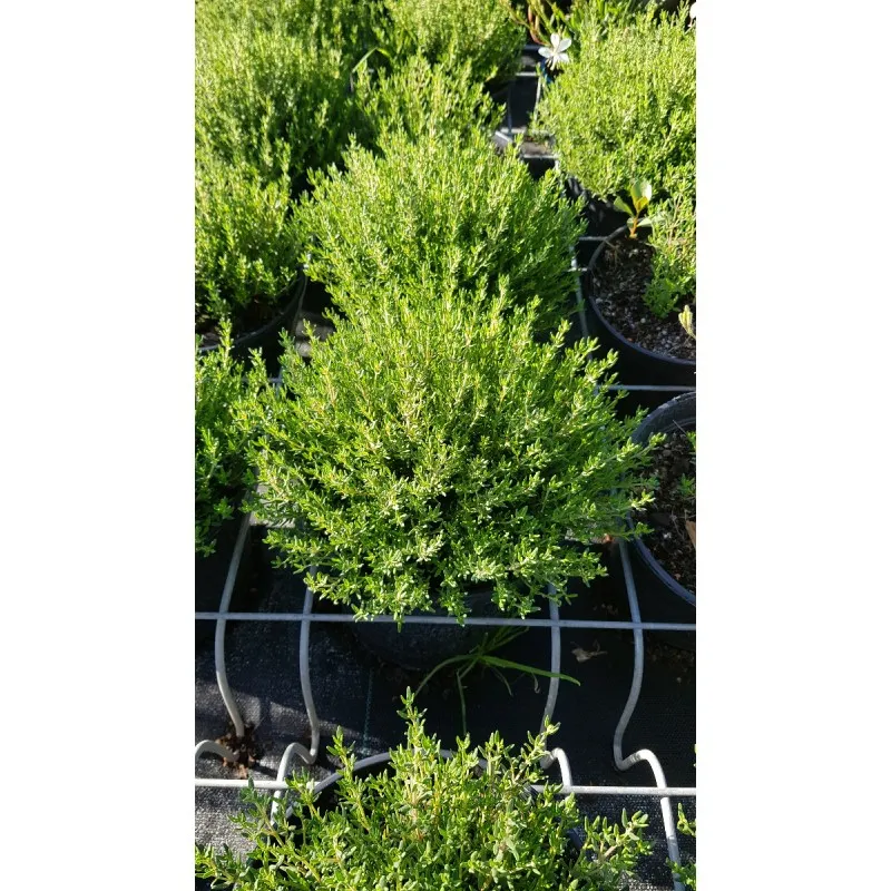 Thymus x faustinoi / Thym commun nain / Conteneur de 1 à 1.9 litres / Aromatique
