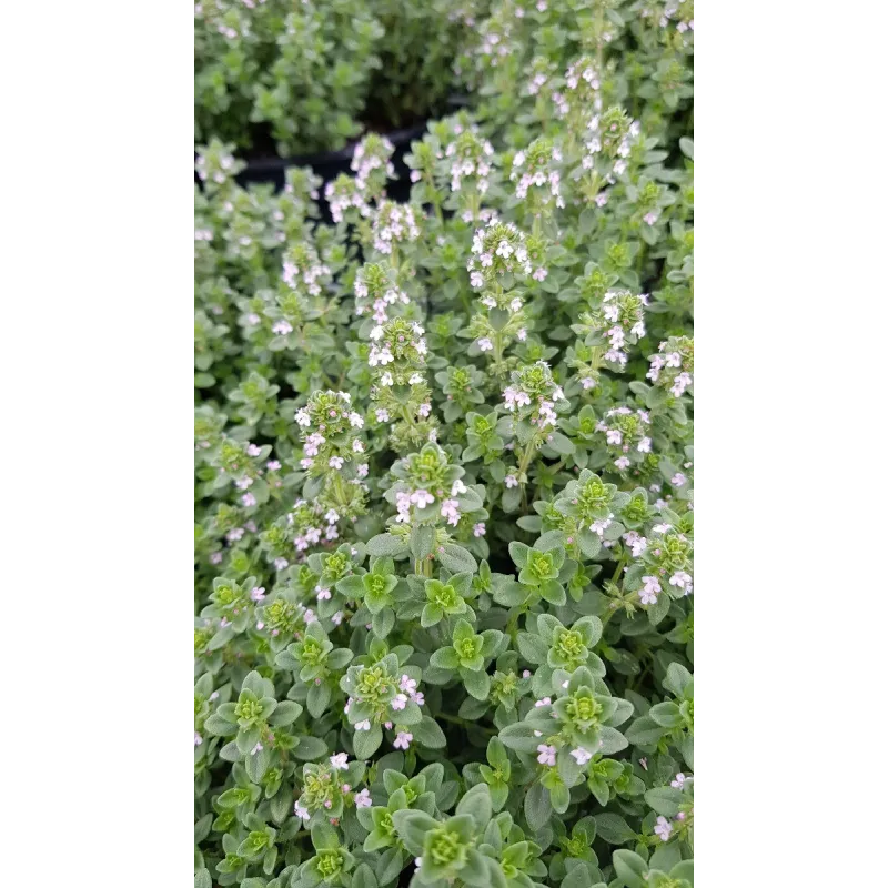 Thymus x citriodorus / Thym citron / Conteneur de 2 à 2.9 litres / Aromatique