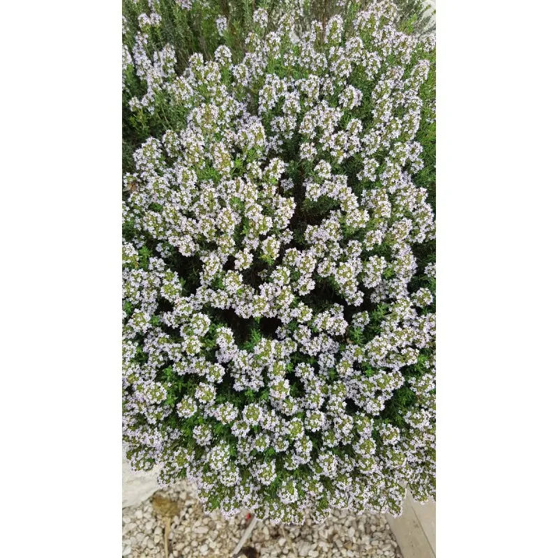 Thymus vulgaris 'Compactus' / Thym de Provence compact / Conteneur de 2 à 2.9 litres / Aromatique