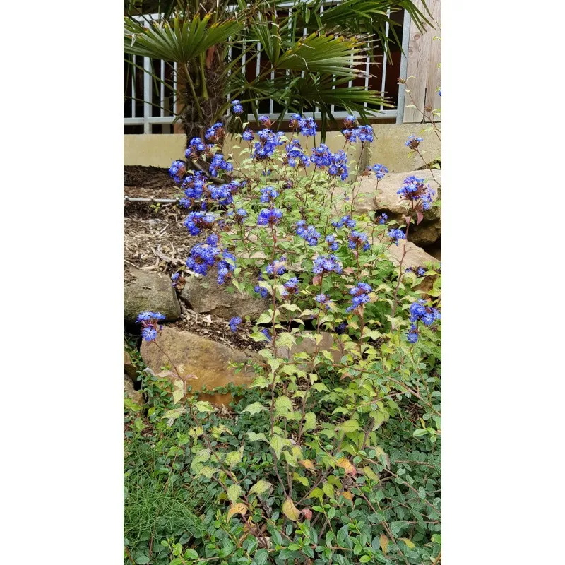Ceratostigma willmottianum / Plumbago de Willmott / Conteneur de 3 à 4 litres
