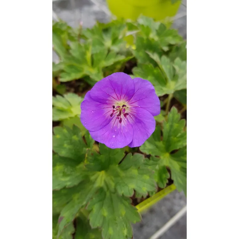 Geranium x ROZANNE® 'Gerwat' / Géranium bleue à coeur blanc 'Rozanne' / Conteneur de 3 à 4 litres