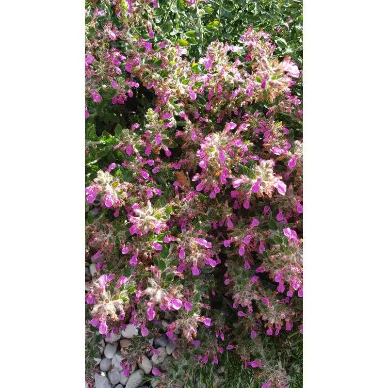 Teucrium chamaedrys / Germandrée petit-chêne nain rose lilas / Conteneur de 3 à 4 litres
