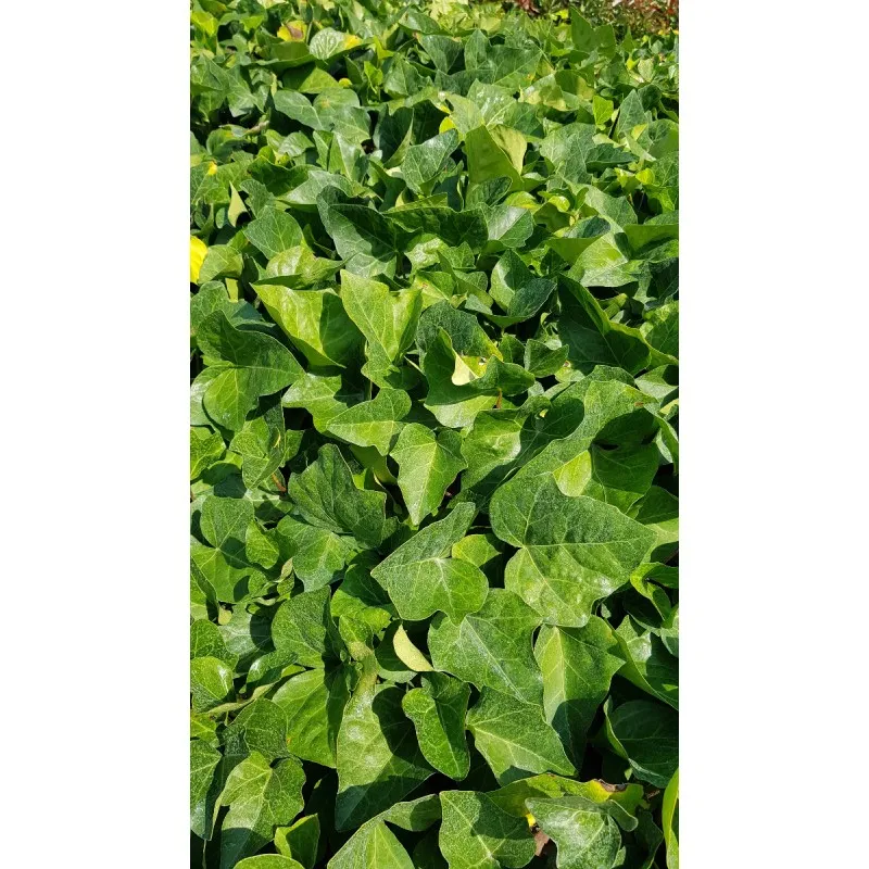 Hedera colchica / Lierre de Colchide / Godet