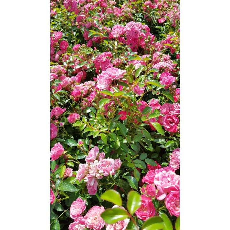 Rosa 'The Fairy Rose' / Rosier Couvre-sol 'The Fairy Rose' / Godet