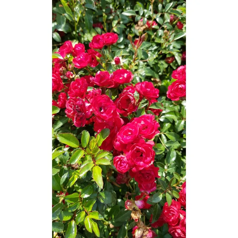 Rosa 'The Fairy Rouge' / Rosier Couvre-sol 'The Fairy Rouge' / Godet