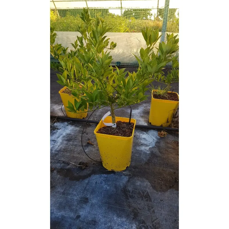 Citrus aurantifolia x Fortunella margarita greffé sur Poncirus trifoliata / Limequat long / Conteneur de 5 à 6 litres