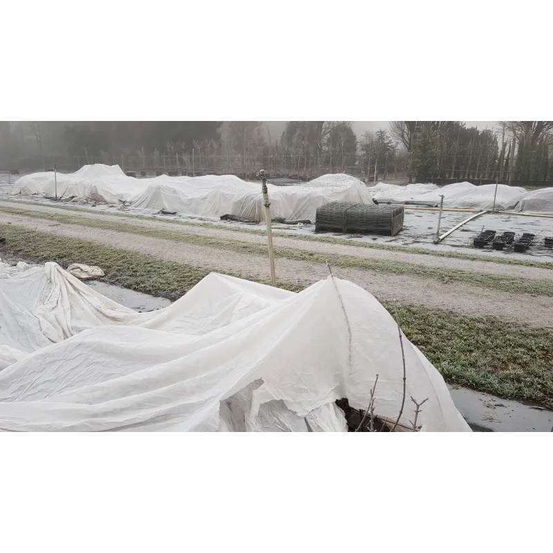 Voile d'hivernage DALTEX 6.40m de largeur (Non Tissé 30gr/m²) / Longueur à la coupe
