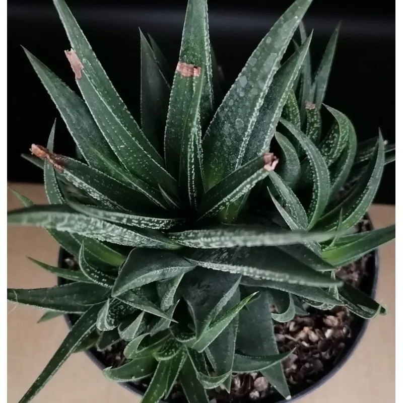 Haworthia herbacea / Aloe herbacea / Conteneur de 1 à 1.9 litres / Succulente