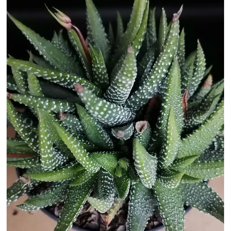 Haworthia 'Enon' / Conteneur de 1 à 1.9 litres / Succulente