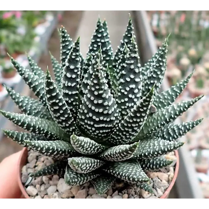 Haworthia 'Royal Albert' / Conteneur de 1 à 1.9 litres / Succulente