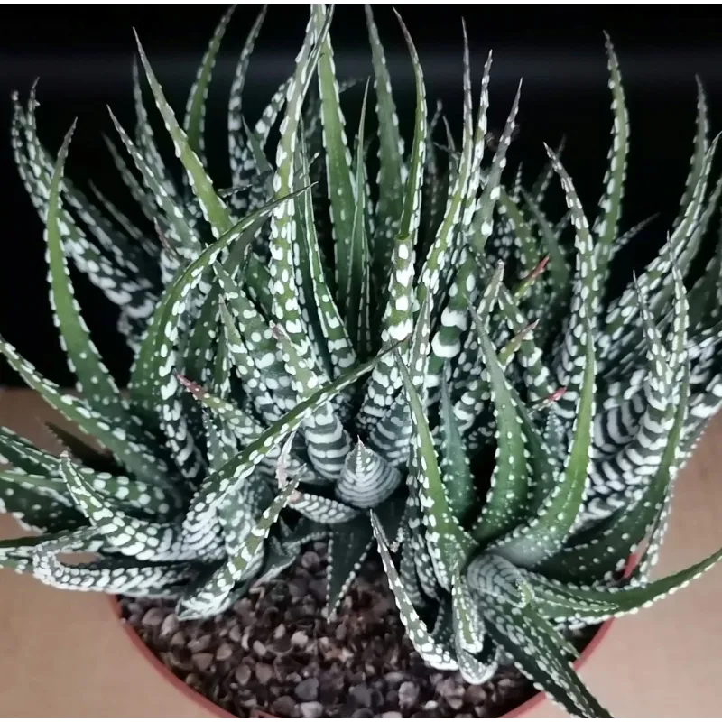 Haworthia fasciata 'Big Band' / Conteneur de 1 à 1.9 litres / Succulente